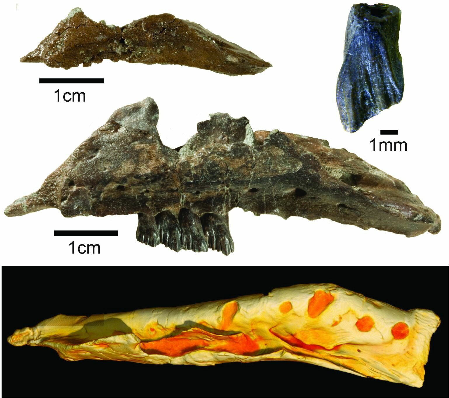 Fóssil-Galleonosaurus-dorisae