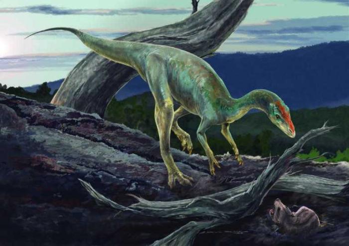 Nhandumirim-waldsangae