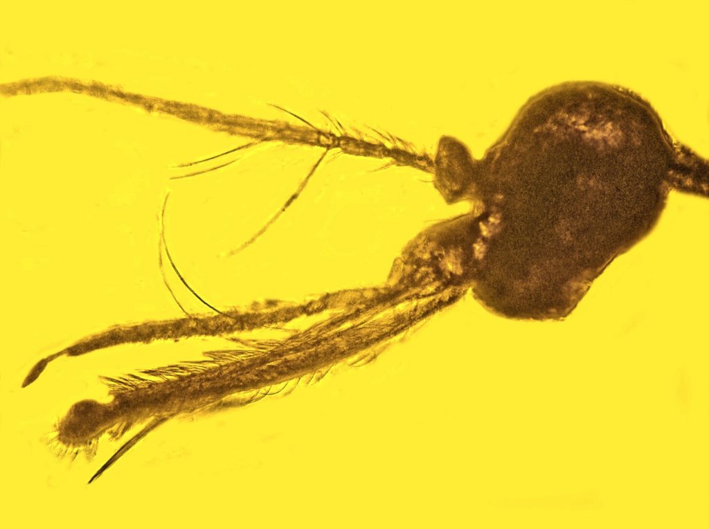 cretaceous_mosquito
