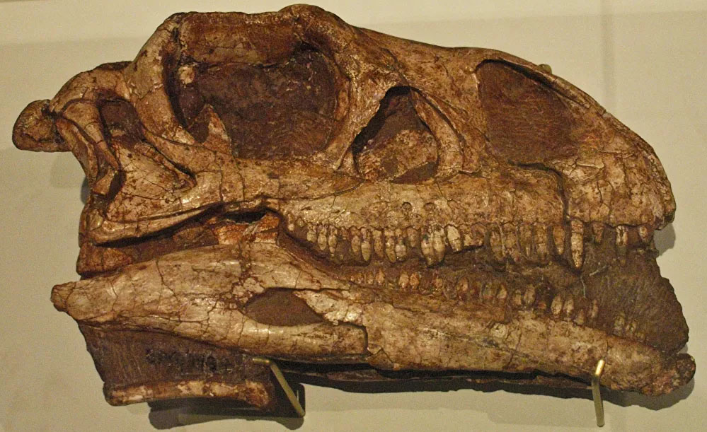 Cranio-Massospondylus
