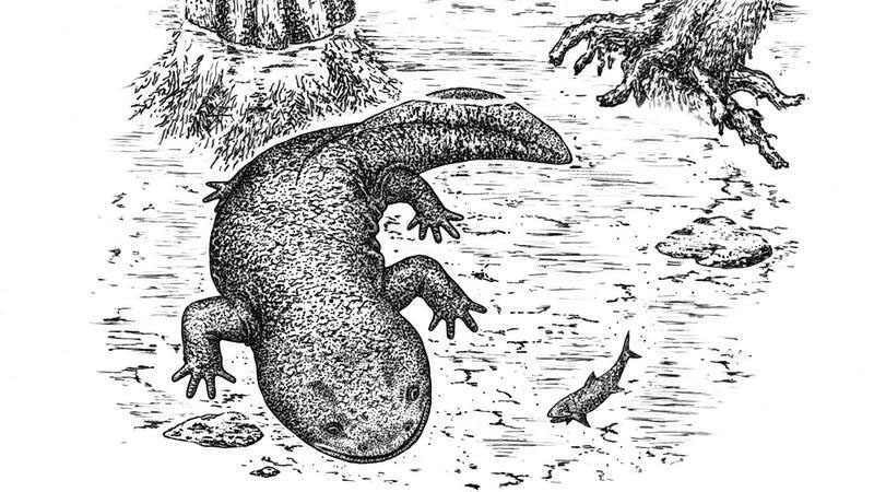 Cientistas descobrem nova espécie de salamandra que conviveu com os dinossauros há 166 milhões de anos