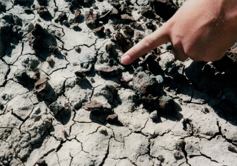 First_discovery_of_the_Suskityrannus_referred