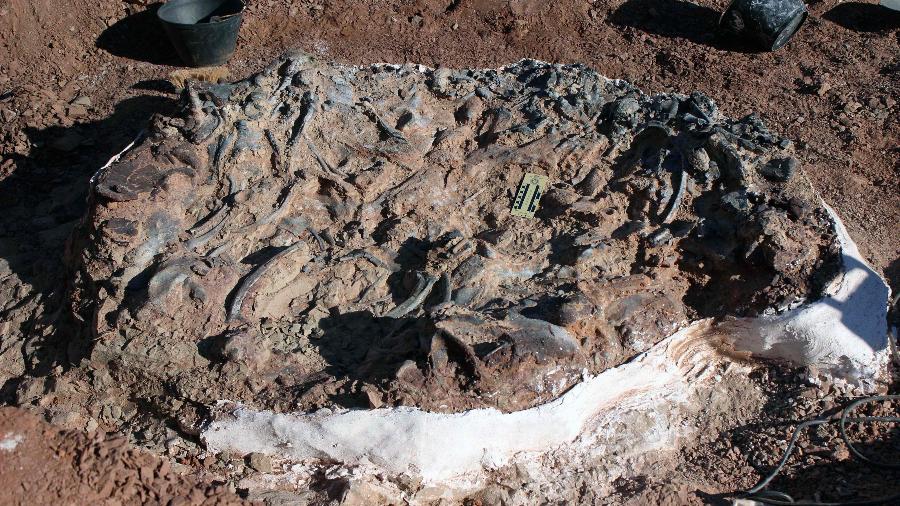Massa de ossos de 200 milhões de anos é encontrada na Argentina