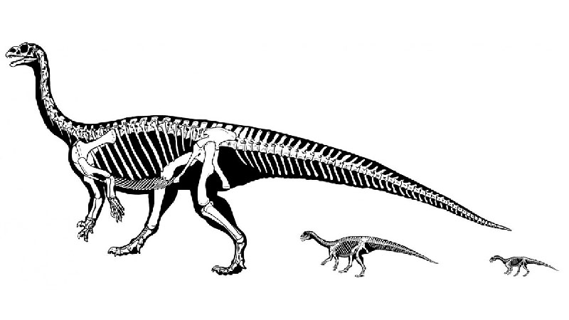 Mussaurus-patagonicus