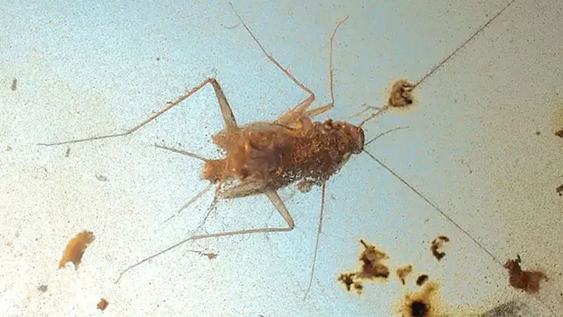 Barata de 99 milhões de anos é descoberta na Ásia