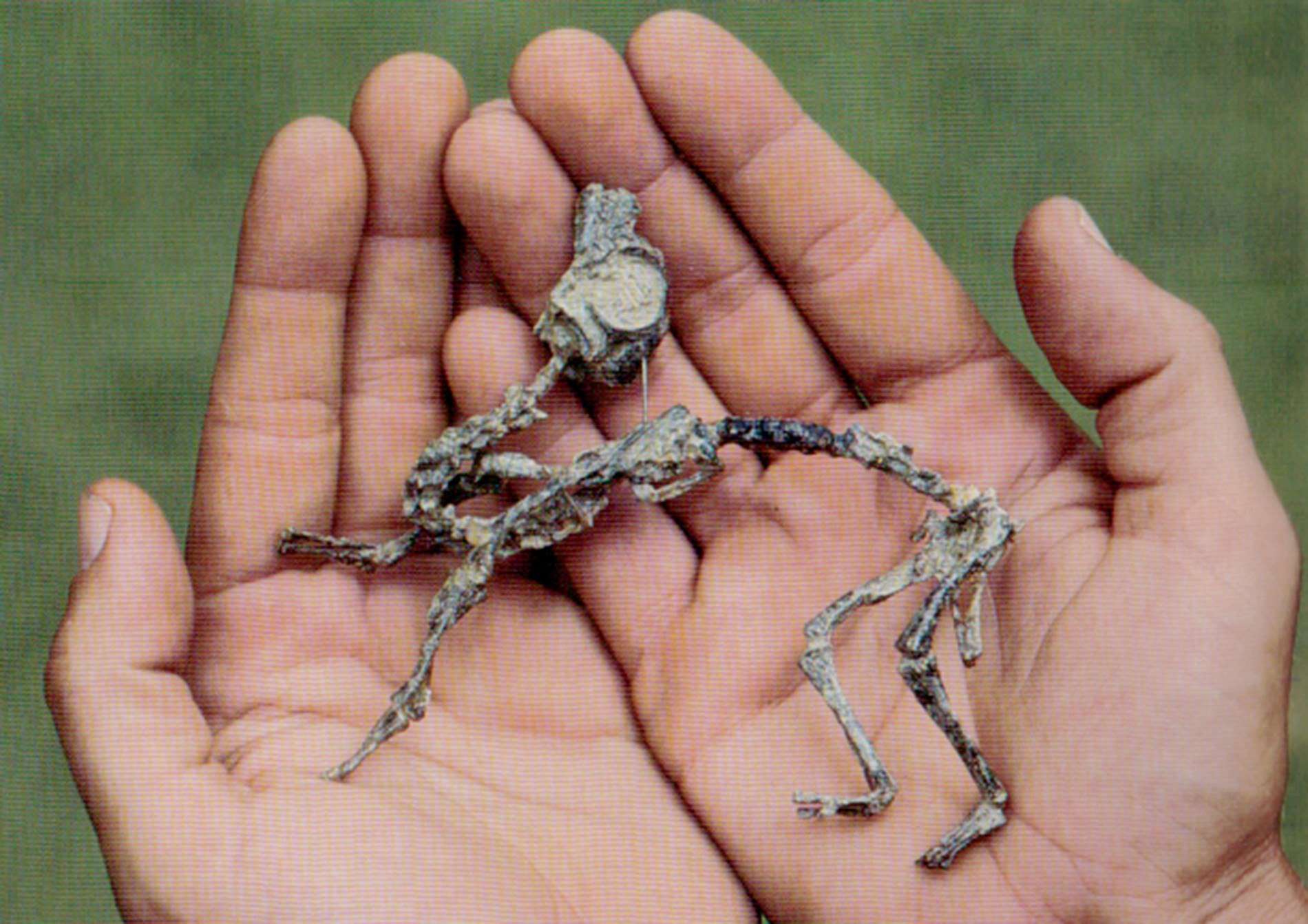 mussaurus-mussaurus-hatchling-skeleton