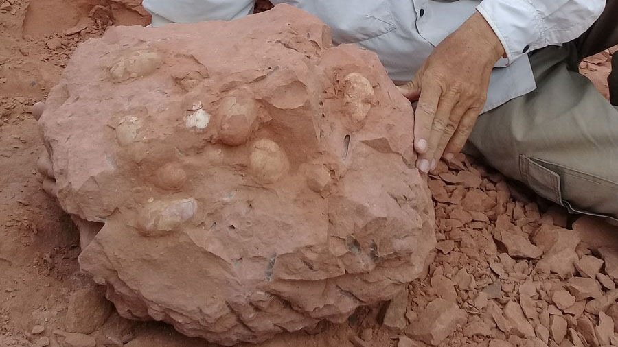 Ovos de crocodilo de 80 milhões de anos são encontrados no interior de São Paulo