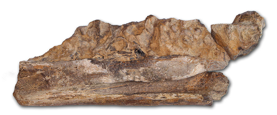 Fossil-Portellsaurus