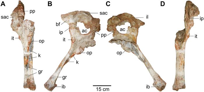 Kurupi_itaata_vertebra