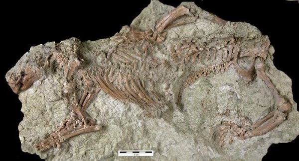 fossil_adalatherium