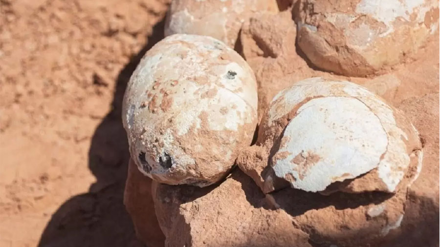 Ovos de dinossauros são encontrados em ótimo estado de conservação no interior de São Paulo