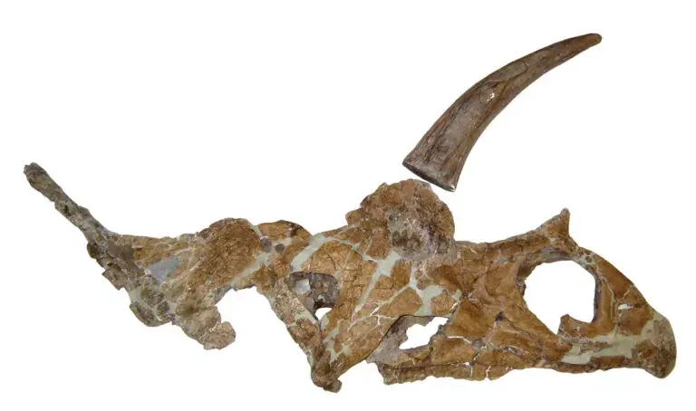 Crânio de Bisticeratops