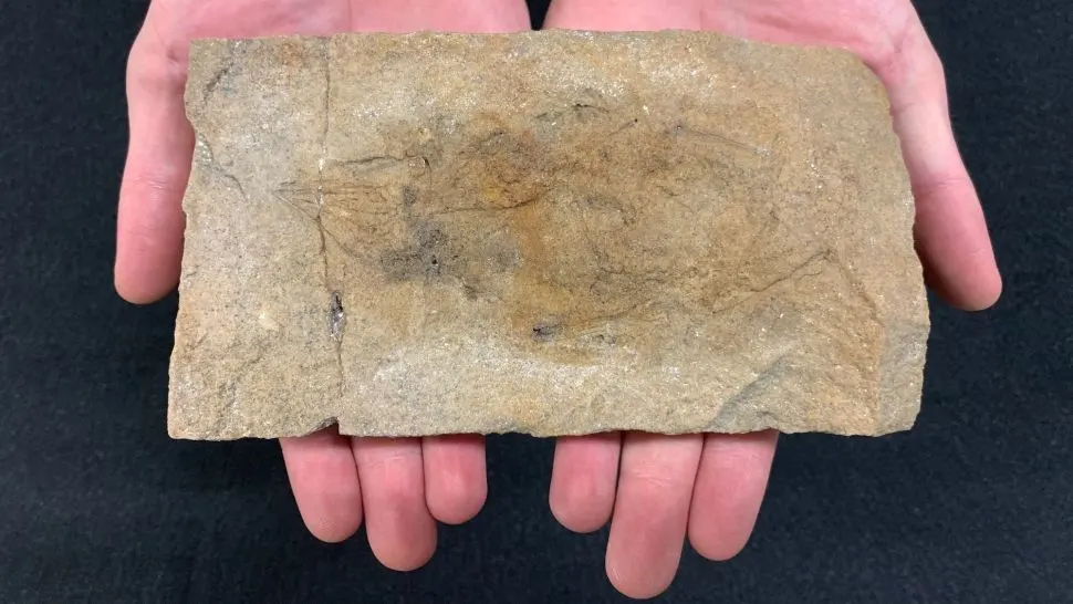 Scleromochlus-fossil