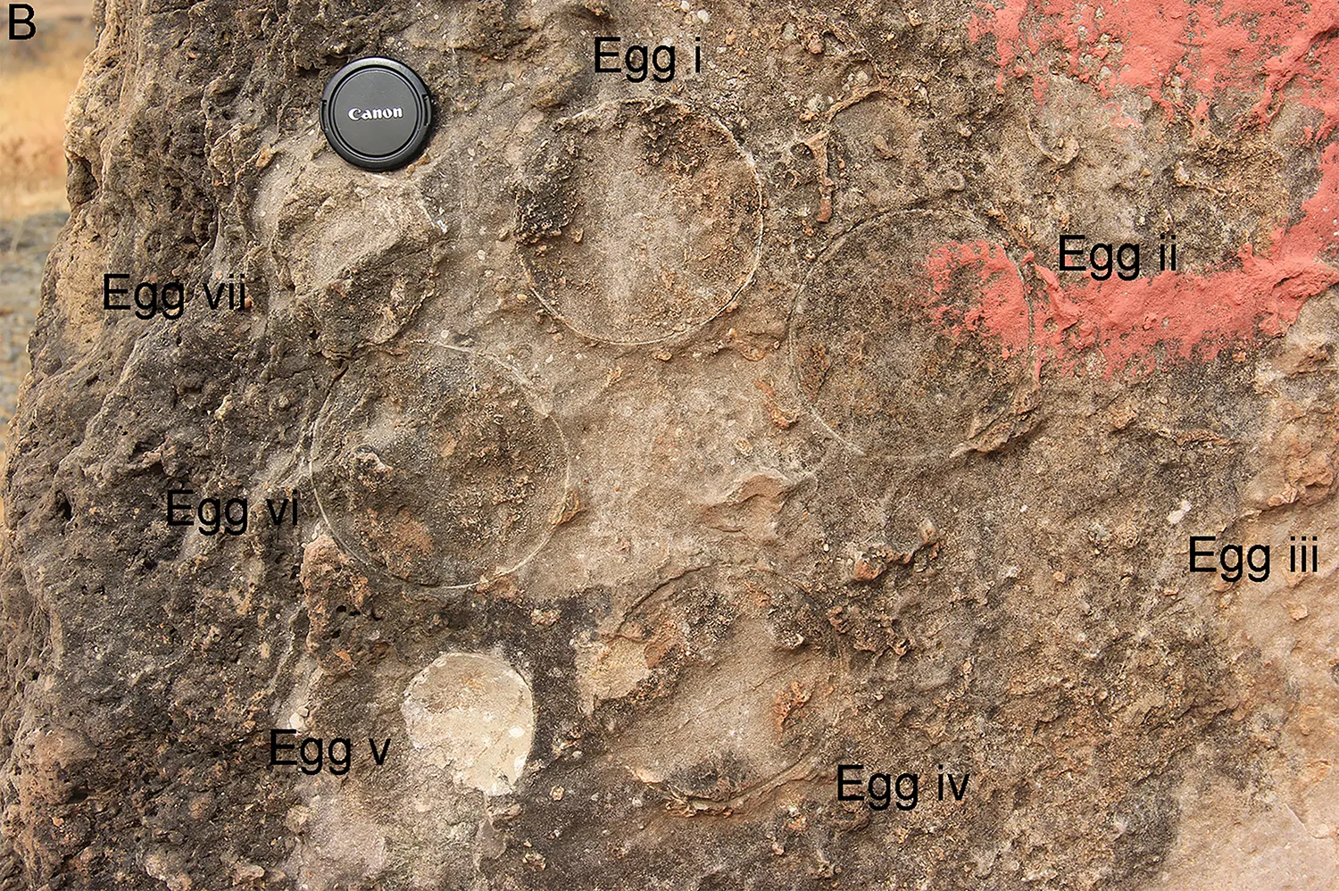 Ovos dinossauros índia