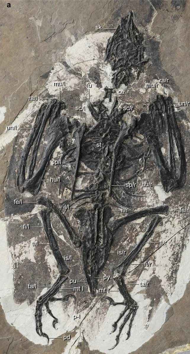 fossil Cratonavis zhui