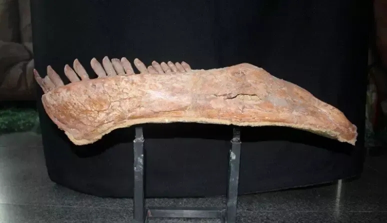 fóssil Mamenchisaurus sinocanadorum
