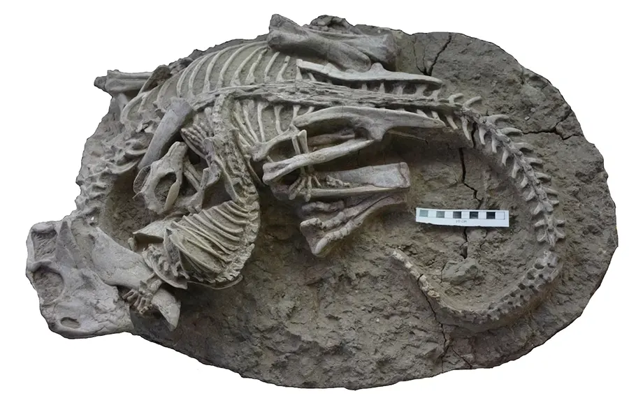 fóssil Psitacosaurus (dinossauro) e Repenomamus (mamífero)