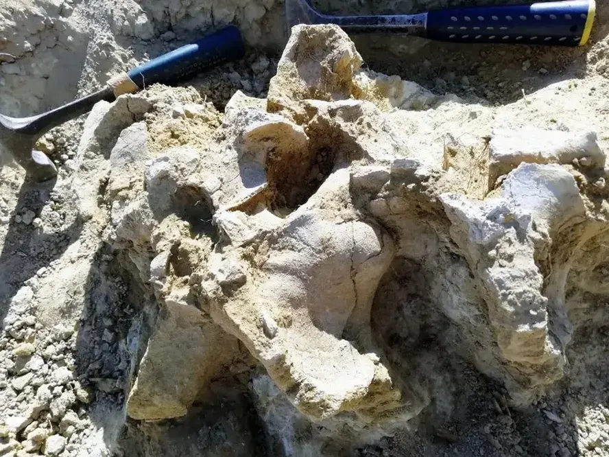 vértebra dorsal parcial de Tharosaurus indicus