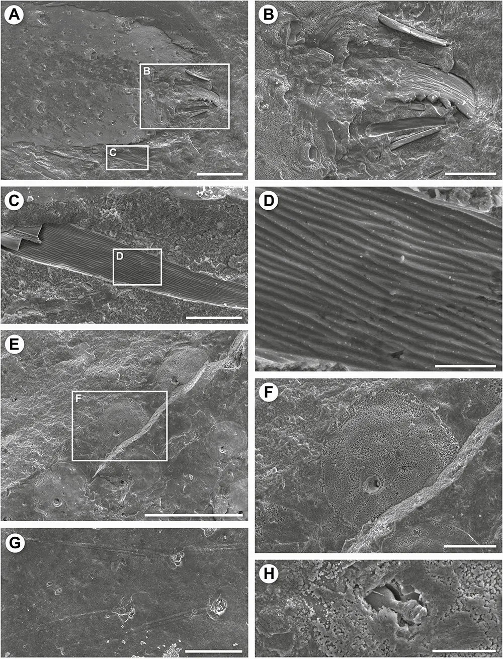 Aranha Fóssil austrália