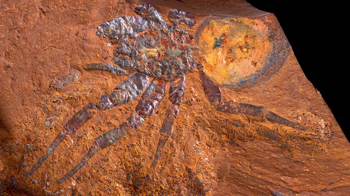 Fóssil de aranha de 15 milhões de anos é o segundo maior já encontrado no mundo