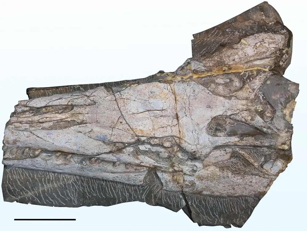 Fossil Yaguarasaurus regiomontanus