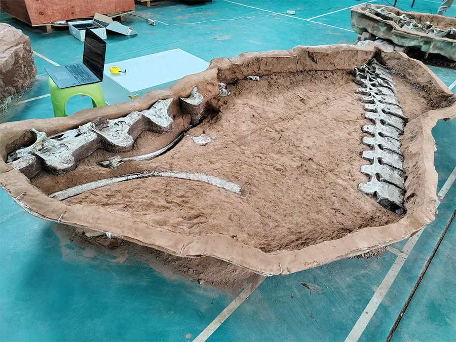 fóssil Gandititan cavocaudatus