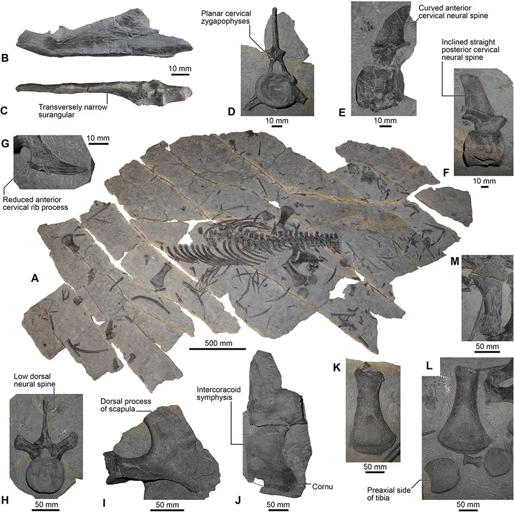 Fóssil Franconiasaurus brevispinus