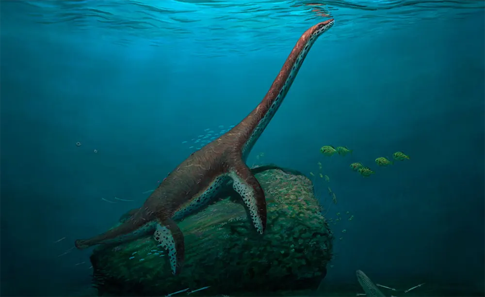 Franconiasaurus brevispinus