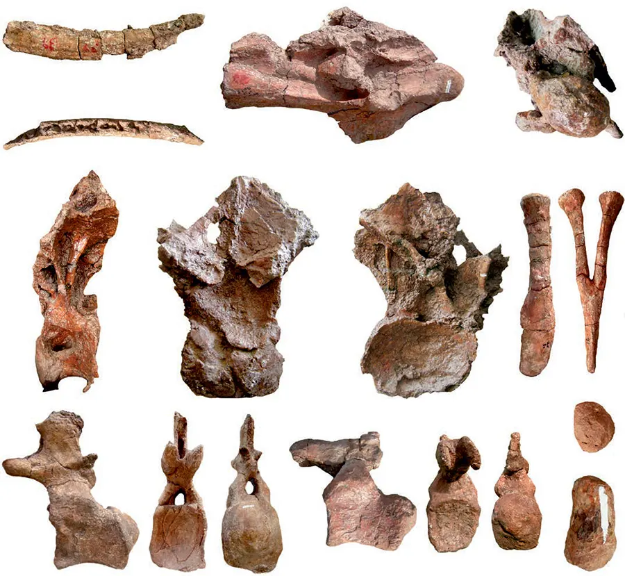 Restos fósseis do Bustingorrytitan shiva