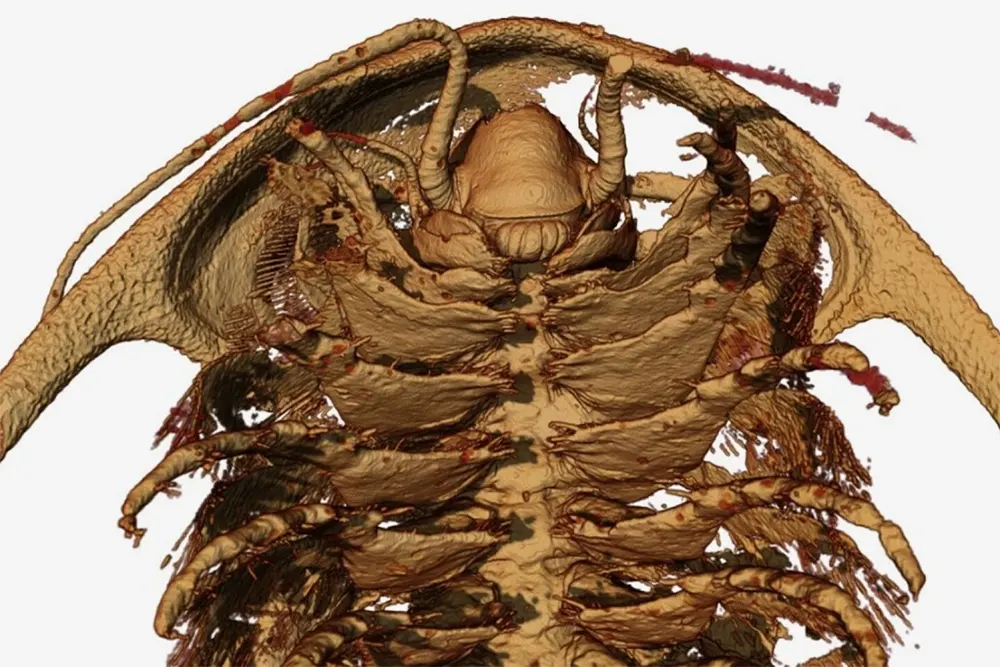 Fóssil Trilobita