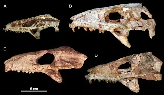 fósseis do Caipirasuchus catanduvense