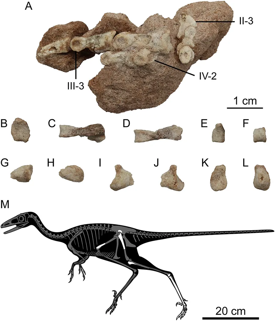 Fóssil do Harenadraco prima