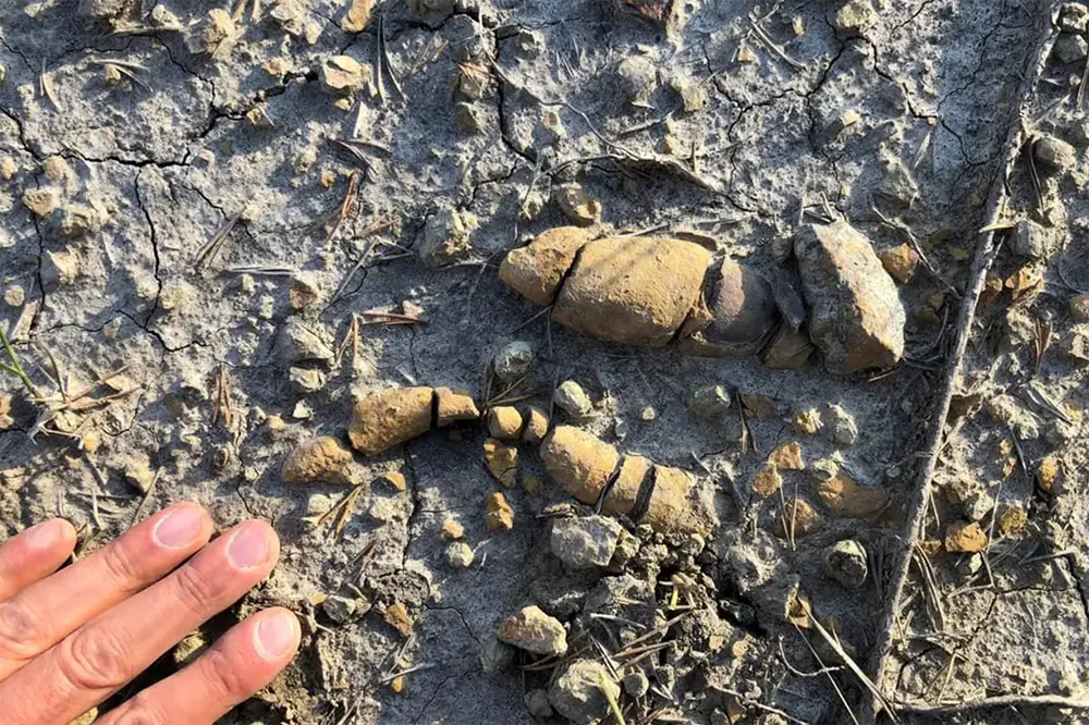 Fósseis de fezes de dinossauros