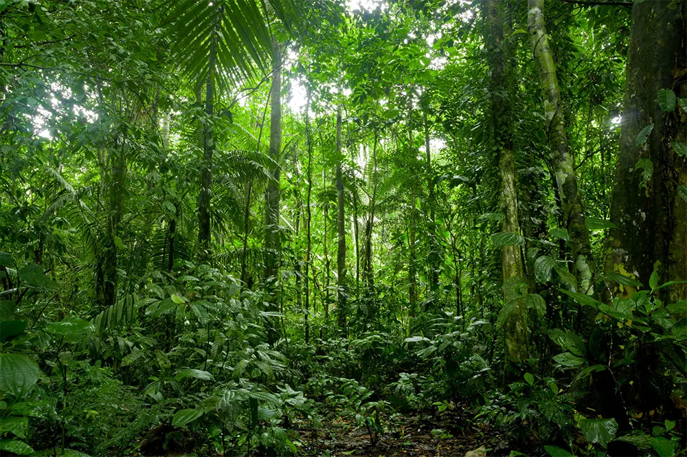 floresta amazônica