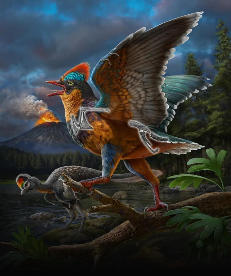 Baminornis zhenghensis