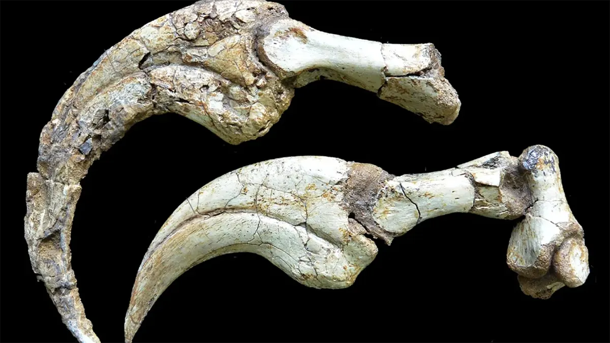 Garra de dinossauro com queratina intacta é descoberta por paleontólogos na Mongólia