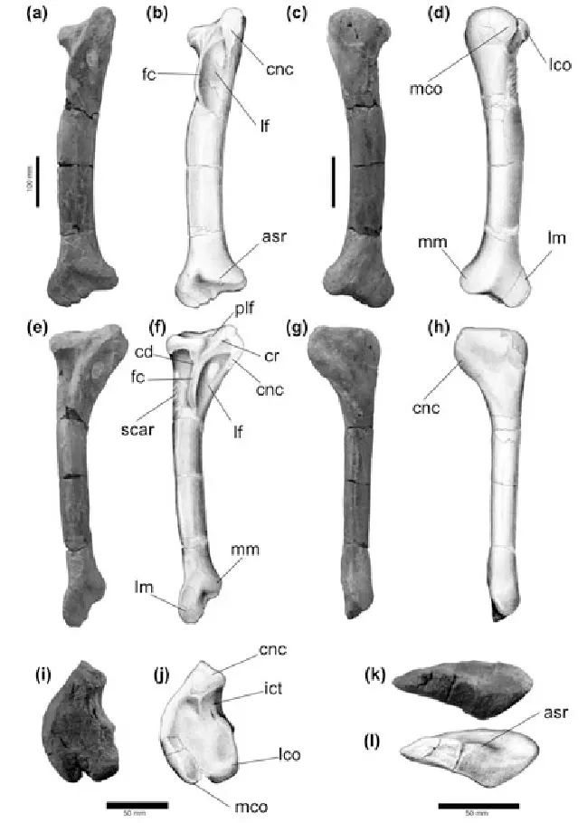 espécime SHN.JJS.015