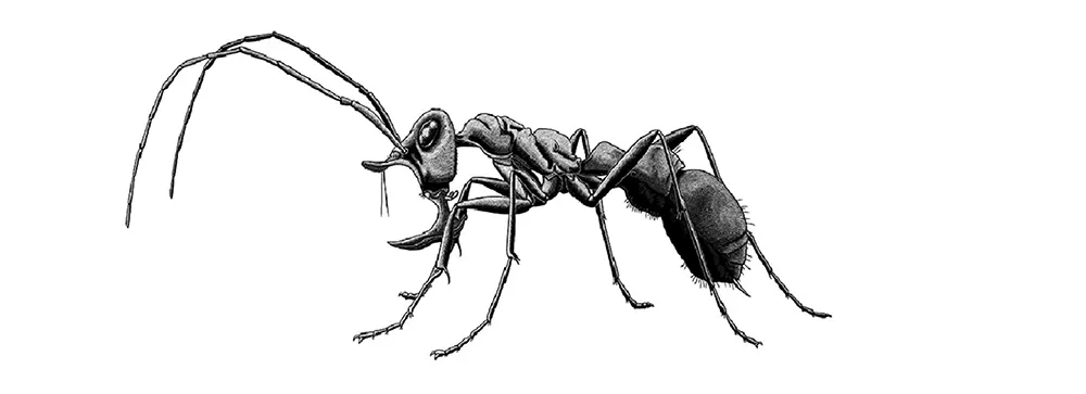 formiga