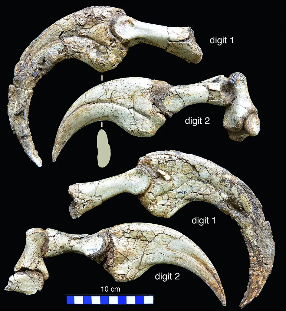 garras Duonychus tsogtbaatari