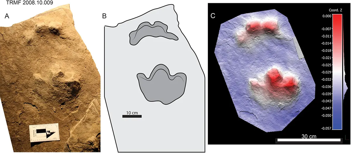 pegadas do Ruopodosaurus clava