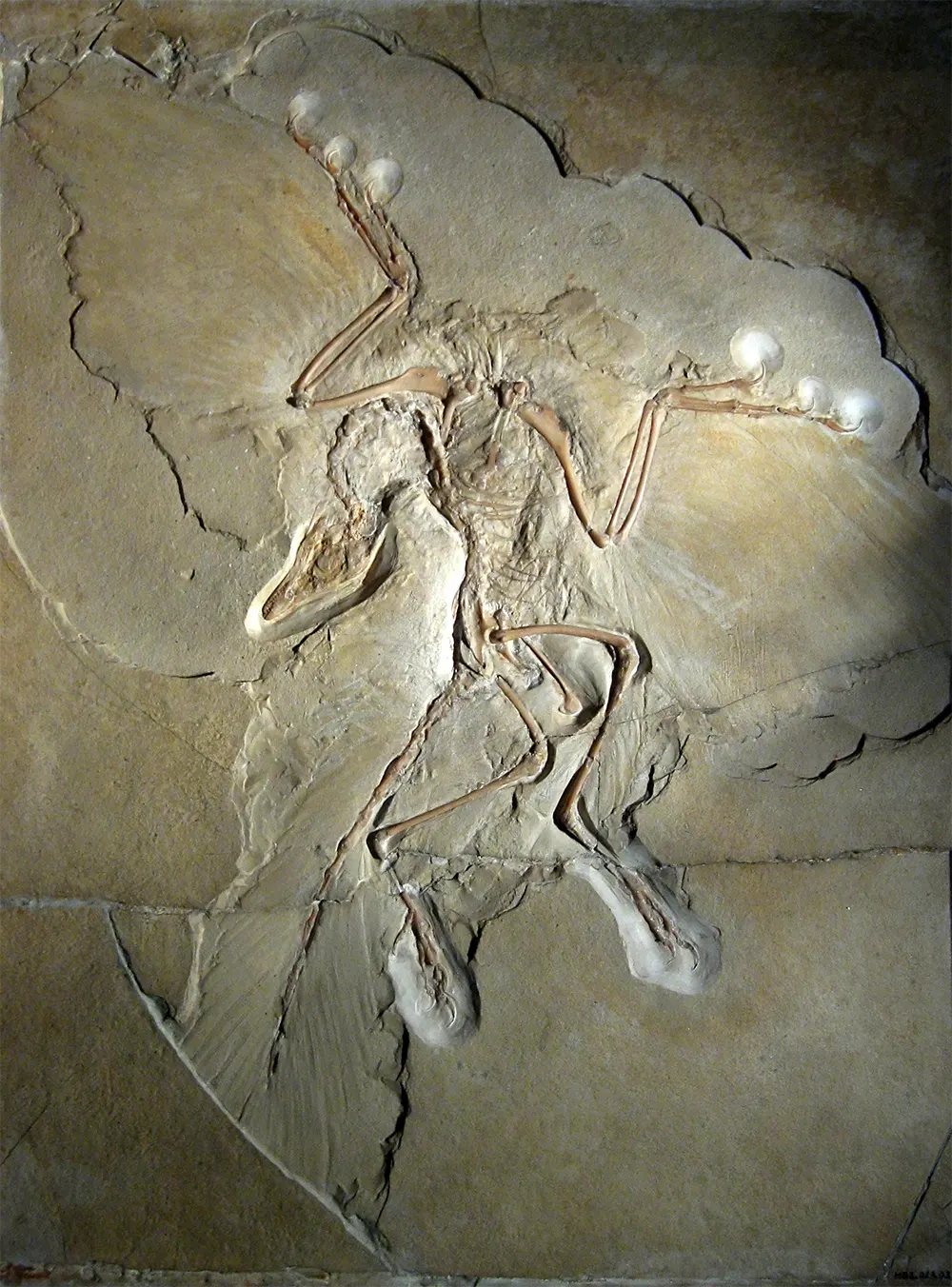 archaeopteryx fossil