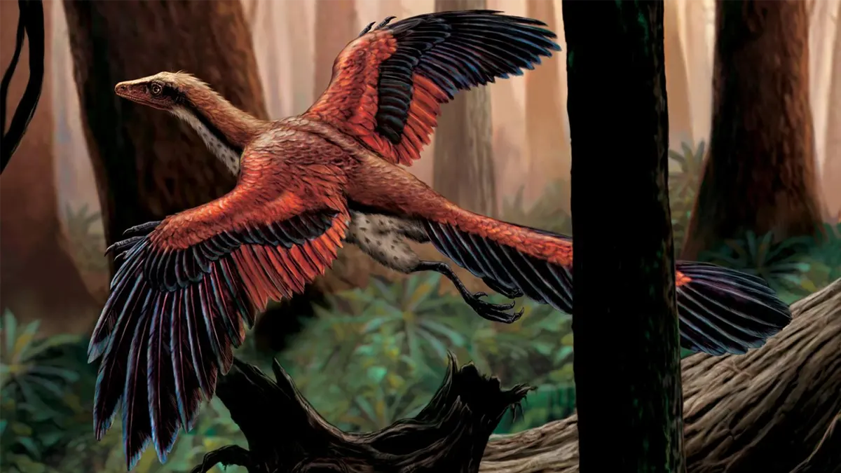 archaeopteryx