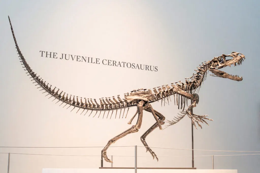 sotheby's ceratosaurus