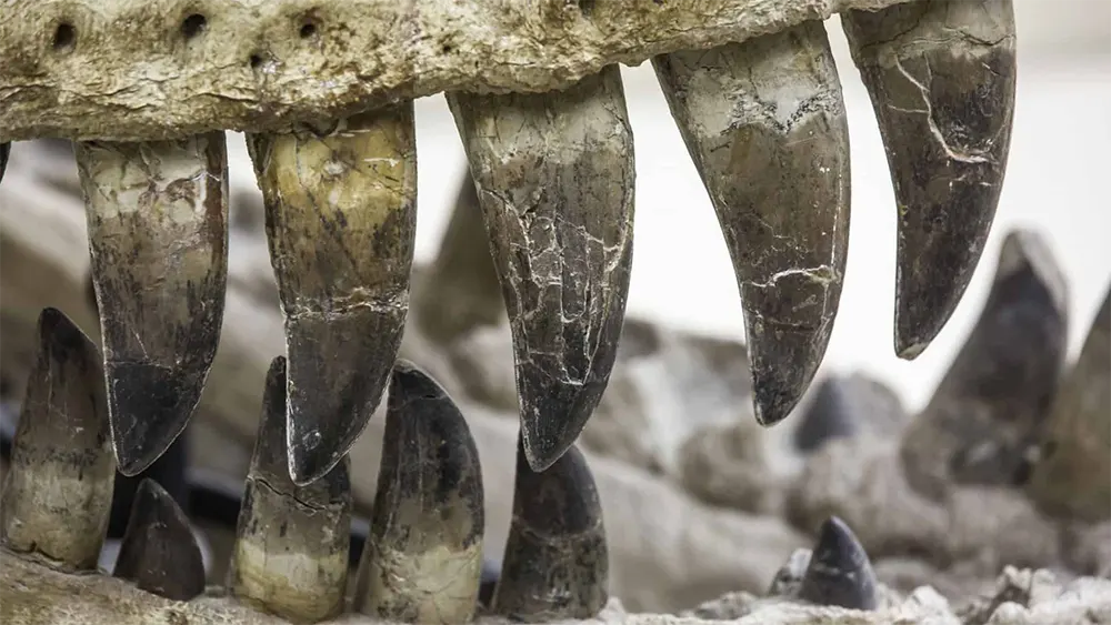 dente fossilizado de um tiranossauro