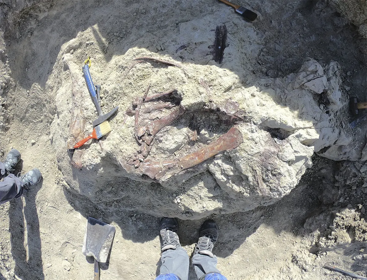 fósseis Joaquinraptor casali