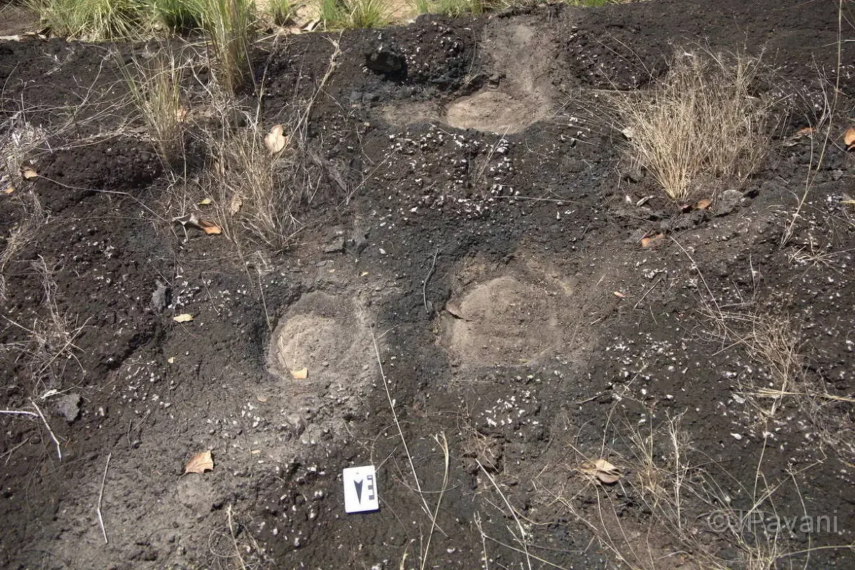 pegadas de dinossauros em roraima, brasil