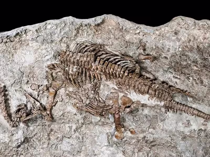 fóssil de dinossauro encontrado no Marrocos