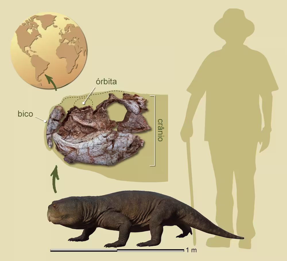 Isodapedon-varzealis